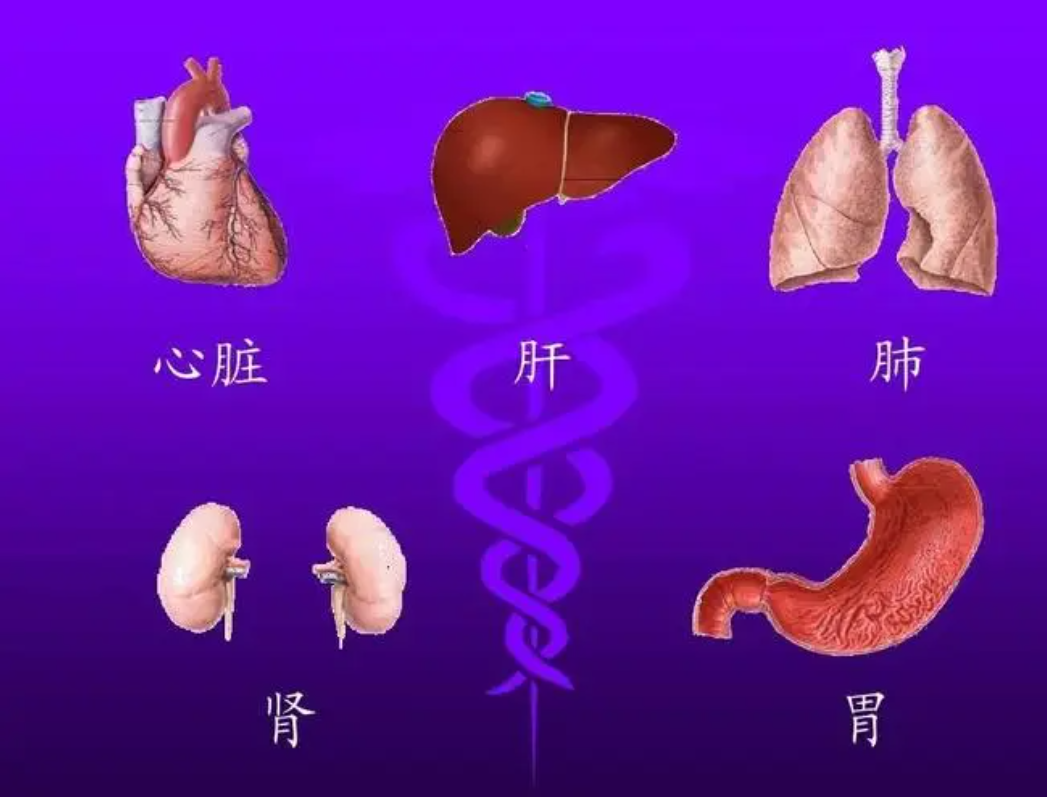 外阴白斑患者可以吃哪些食物来滋补五脏？