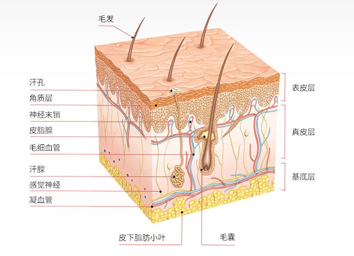 哪些因素会影响外阴白斑疾病的治疗进程？