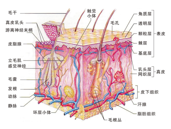 外阴苔藓和外阴白斑的区别有哪些？